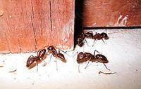 Фото Избавиться от муравьев в помещении и на открытой территории.