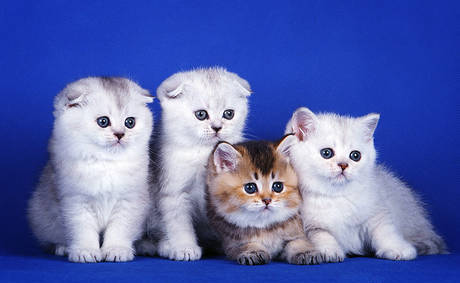 Фото Шотландские котята редких окрасов