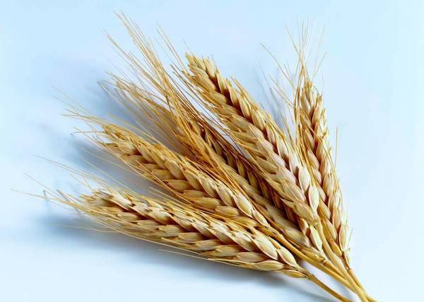 Фото Продаем пшеницу 3,4,5 класса в Саранске