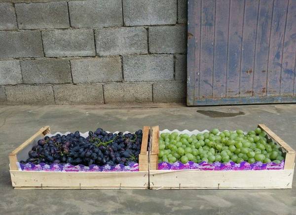 Фото Деревянные ящики для винограда в Крыму от производителя