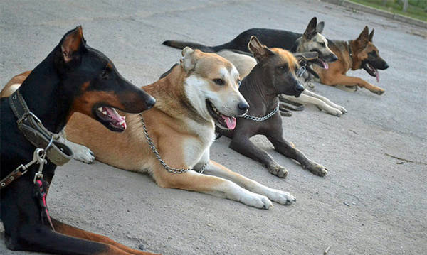 Фото Дрессировка собак всех пород