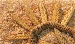Фото Отруби пшеничные фасованные от призводителя