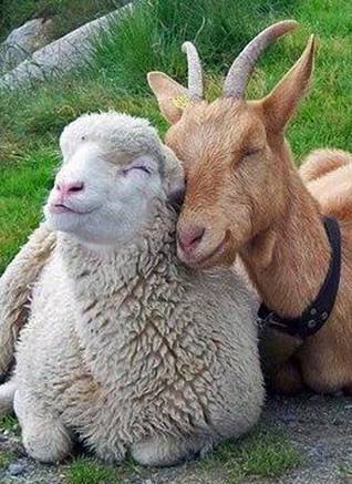 Фото Комбикорм для коз и овец