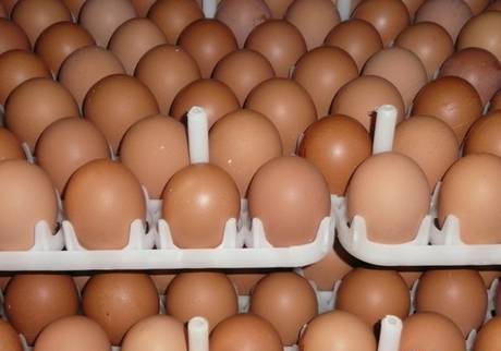 Фото Коричневые куриные яйца