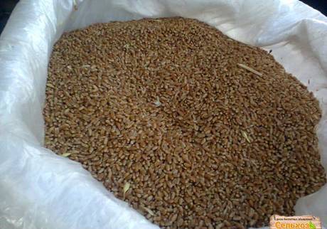 Фото Продам пшеницу 5 класс оптом и в розницу.