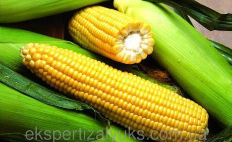 Фото Гибриды семена кукурузы Лимагрейн (Limagren)