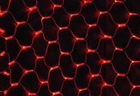 Фото Светодиодная сеть 2х1,5 м 288 светодиодов красный