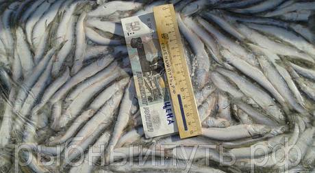Фото Купить рыбу по оптовым ценам в Крыму. Килька, хамса, бычок.