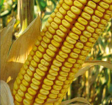 Фото Семена гибридов кукурузы Краснодарский 291 АМВ , 385 МВ