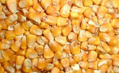 Фото Кукуруза кормовая и продовольственная