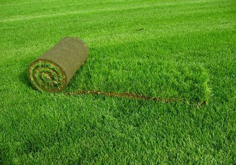 Фото Рулонный газон с доставкой в Калугу