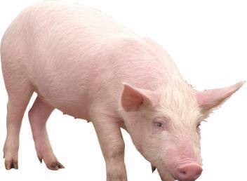 Фото Комбикорм для свиней, от производителя
