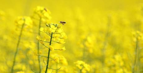 Фото Пчелопакеты и Пчелиные матки