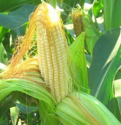 Фото Гибриды семена кукурузы Фалькон, Нерисса, Делитоп (Сингента)