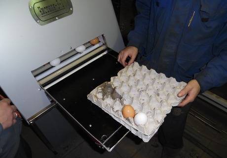 Фото Яйцемоечная машина для мойки товарного яйца