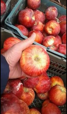 Фото Иранские яблоки оптом
