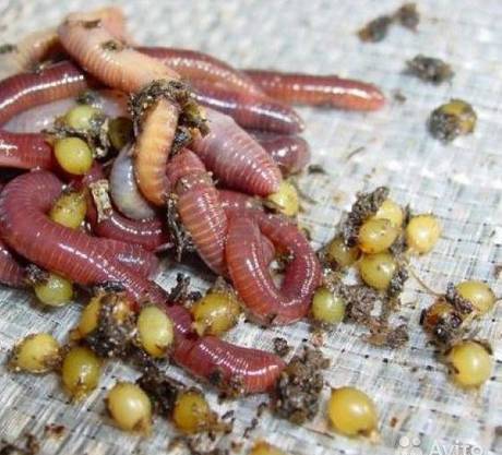 Фото Маточник дендробены половозрелый червь