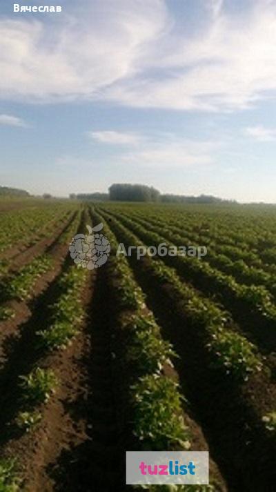 Фото Картофель-семена крупным и мелким оптом от производителя НСО село Быково