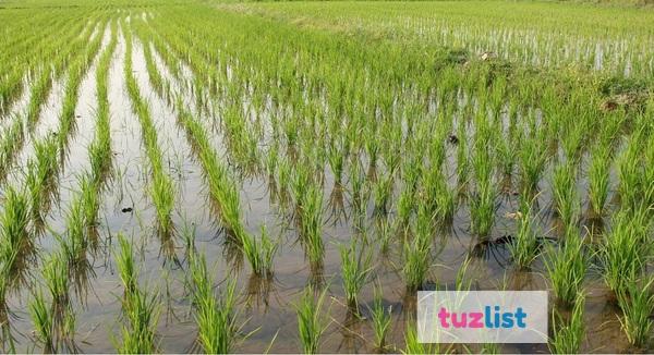 Фото Хозяйство с рисовой системой  1500 Га