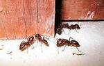Фото №2 Избавиться от муравьев в помещении и на открытой территории.