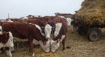 фото КРС бычки казахской белоголовой (Мясная порода)