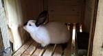 Фото №3 Продам чистопородных калифорнийских кроликов