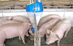 фото Кормовой автомат для свиней