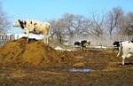 Фото №2 Навоз коровий, в мешках и валом, с доставкой и самовывоз