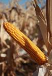 фото Семена кукурузы РОСС 140СВ (ФАО 140)