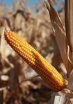 Фото №2 Семена кукурузы РОСС 140СВ (ФАО 140)