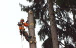 фото Спил, обрезка,кронирование деревьев альпинистами