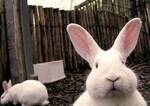 Фото №3 Комбикорм для кроликов