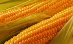 фото Семена гибридов кукурузы Пионер:
