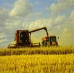 фото Реализация пшеницы 4 класса