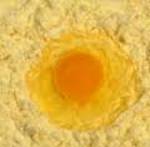 фото Сухой яичный желток