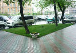 Фото №2 Рулонный газон "Эконом Городской"