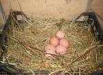 фото Яйца домашние