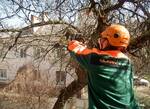 фото Обрезка, удаление деревьев с применением АГП