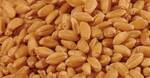 фото Семена яровой пшеницы 1 репродукция