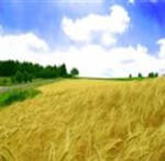 фото Пшеница 5 класса (фураж)