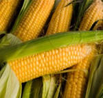 Фото №2 Продаем кукурузу 3,4 класса