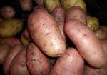 фото Продовольственный картофель «Любава»
