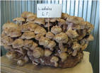 фото Зерновой мицелий гриба шиитаки