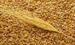 фото Пшеница, ячмень, отруби, дробленка