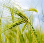фото Реализация пшеницы 3 класса