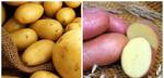 фото Картофель семенной, семена картофеля