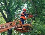 фото Спил и обрезка деревьев