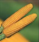 фото Семена кукурузы Мальтон