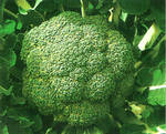 фото Реализуем капусту брокколи