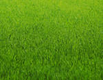 фото Семена газонных трав и удобрения